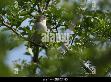 Ein schöner singender Kater Whitethroat, Sylvia communis, thront im Frühjahr in einem Hawthorn Tree. Stockfoto