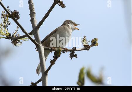 Ein schöner singender Kater Whitethroat, Sylvia communis, thront im Frühjahr auf einem Ast einer Esche. Stockfoto