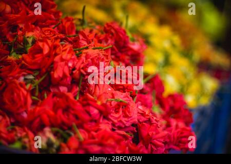 Rote Rosen und gelbe Rotkleider auf dem Aktienfoto.Schönheit in der Natur, Blüte, Botanik, Blumenstrauß