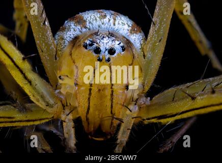 Makro Nahaufnahme einer sehr kleinen Spinne, so klein, dass er schwer zu sehen ist, isoliert auf schwarzem Hintergrund Stockfoto