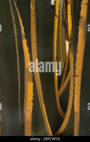 Agave Stripes 3 Stockfoto