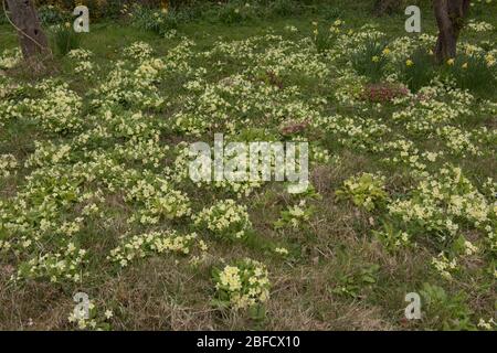 Teppich der gelben Frühling blühenden wilden Primeln (Primula vulgarisms in a Meadow in Rural Devon, England, Großbritannien Stockfoto