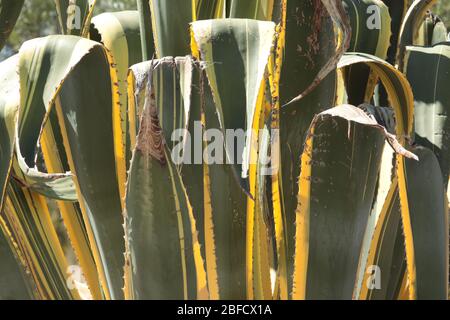 Agave Stripes 1 Stockfoto