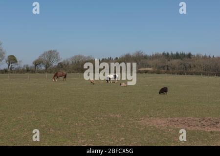 Pferde und Schafe grasen in einem Feld mit einem hellen blauen Himmel Hintergrund in ländlichen Devon Land, England, Großbritannien Stockfoto