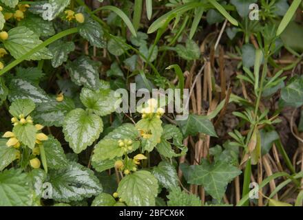 Frühlingsblühende gelbe Erzengel Wilde Blume (Lamium galeobdolon) wächst in alten Waldland im ländlichen Devon, England, Großbritannien Stockfoto