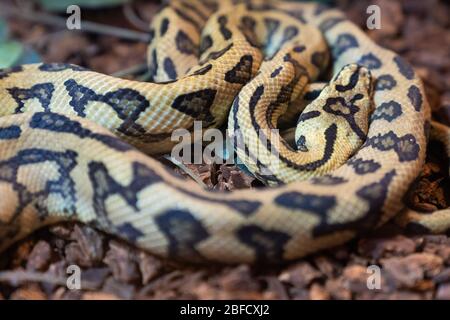 Gelbe große Schlange schläft auf Natur Hintergrund. Stockfoto