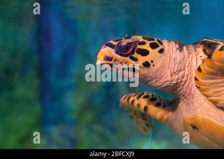 Nahaufnahme. Big Head Meeresschildkröte unter Wasser. Stockfoto