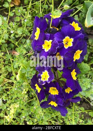 Sommerblumen South Yorkshire Stockfoto