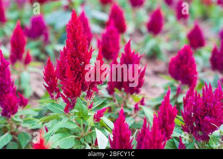 Nahaufnahme. Rote Hahnenkamm Blumen schön blühend im Garten. Stockfoto