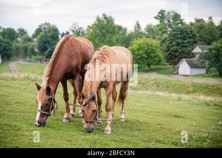 Zwei braune Häuser zusammengebunden essen Gras auf Wiese auf dem Land Dorf in der Ukraine mit Häusern Hintergrund Stockfoto