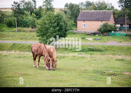 Zwei braune Häuser zusammengebunden essen Gras auf Wiese auf dem Land Dorf in der Ukraine mit Häusern Hintergrund Stockfoto