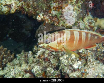 Korallenriff Fische im Ras Muhammad National Park Stockfoto