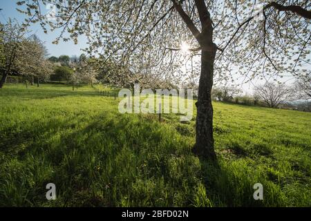 Landschaft in der Nähe von Ruine Staufen in Süddeutschland. Stockfoto