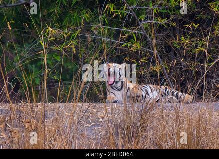 Ein Tigerjunge fing in einem Rahmen im Bandhavgarh National Park, Madhya Pradesh, Indien gähnend Stockfoto