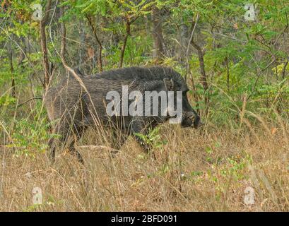 Ein wildes Wildschwein im Wald des Bandhavgarh National Park, Madhya Pradesh, Indien Stockfoto