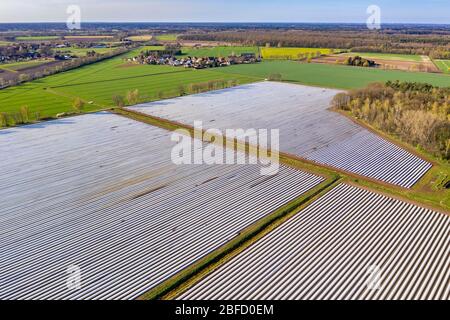 Spargelfelder in der Nähe von Bröckel, Reihen mit Plastikfolie bedeckt, Niedersachsen, Deutschland Stockfoto