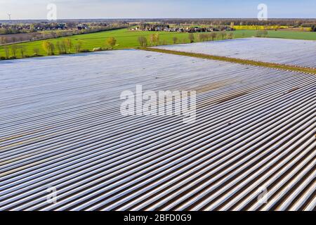 Spargelfelder in der Nähe von Bröckel, Reihen mit Plastikfolie bedeckt, Niedersachsen, Deutschland Stockfoto