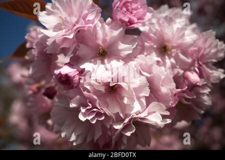 Kirschblüte Nahaufnahme, Kirschblüten Blumen Stockfoto
