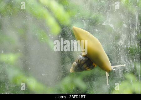 Schnecke klettert langsam auf Glastür mit Gartenhintergrund Stockfoto