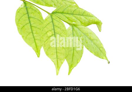 Tropfen Wasser auf wildem Wasser Pflaumenblatt auf weißem Hintergrund Stockfoto