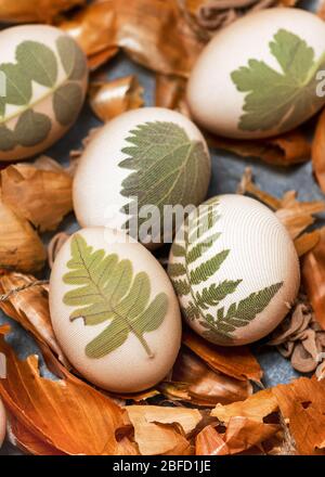 Rohe Eier, die in Zwiebelschalen mit einem Muster aus frischen Kräutern gefärbt werden können. Prozess der Färbung von Eiern mit natürlichen Farben für Ostern. Selektiver Fokus. Stockfoto