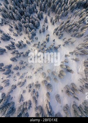 Eine Vogelperspektive auf schneebedeckte Bäume in Wagrain in Salzburg in Österreich Stockfoto