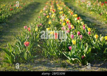 Kleines privates Tulpenfeld in Blüte mit verschiedenen Hybriden von Tulpen für Self-Service, self-Schneiden von Blumen. Pfade im Feld erleichtern den Zugang zu Stockfoto