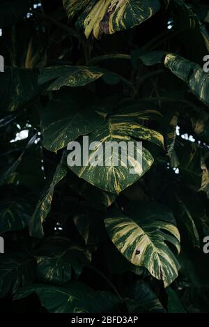 Weiße Alocasia hinterlässt den Hintergrund Stockfoto