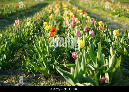 Kleines privates Tulpenfeld in Blüte mit verschiedenen Hybriden von Tulpen für Self-Service, self-Schneiden von Blumen. Pfade im Feld erleichtern den Zugang zu Stockfoto