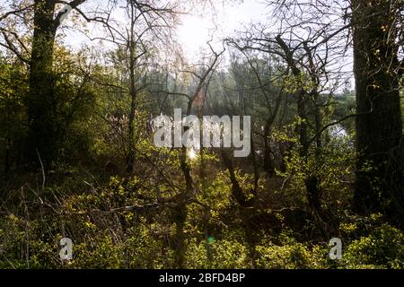 Naturschutzgebiet in Rees am Niederrhein, unberührte Natur am Ufer des alten und ursprünglichen Rheins Stockfoto