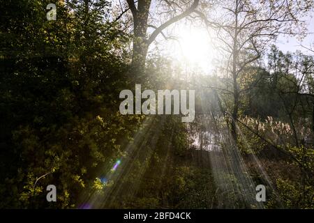 Naturschutzgebiet in Rees am Niederrhein, unberührte Natur am Ufer des alten und ursprünglichen Rheins Stockfoto