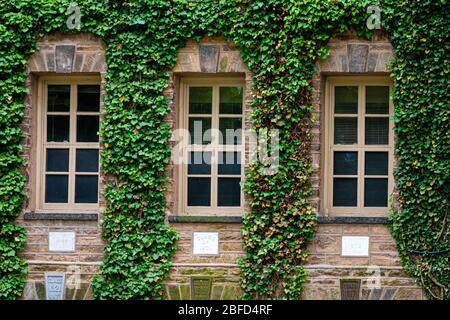 Princeton, NJ, USA - 16. Juni 2019: Schleichende Pflanzen, Efeu an den Wänden von Bildungsgebäuden der Princeton University, Pflanzen- und Landschaftsgestaltung Stockfoto