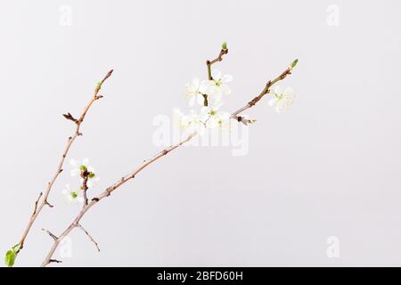 Frühling Hintergrund mit Kirschblütenzweige auf weißem Desktop, Draufsicht, Rahmen, flaches Lay Stockfoto