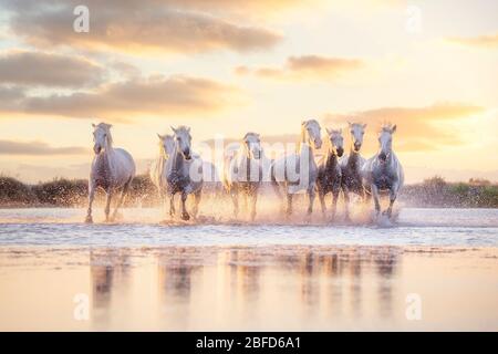 Wilde weiße Pferde der Camargue, die bei Sonnenuntergang auf dem Wasser laufen. Südfrankreich Stockfoto