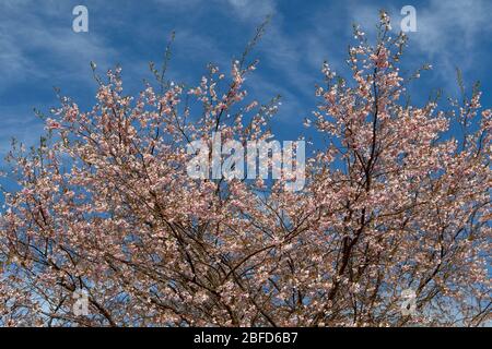 ROSA KIRSCHBLÜTE ODER BLÜTEN IM FRÜHJAHR MIT BLAUEM HIMMEL PRUNUS SERRULATA ODER JAPANISCHE SAKURA (桜 ODER 櫻; さくら) Stockfoto