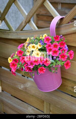 Rosa, gelbe und lila Primeln in einem rosafarbenen Metalleimer, der an einem Holzzaun in einem heimischen Garten hängt. Der lateinische Name für Primeln ist primula. Stockfoto