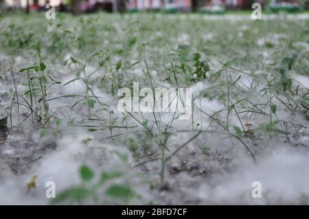 Pappel Flusen auf dem Gras in einem Park. Stockfoto