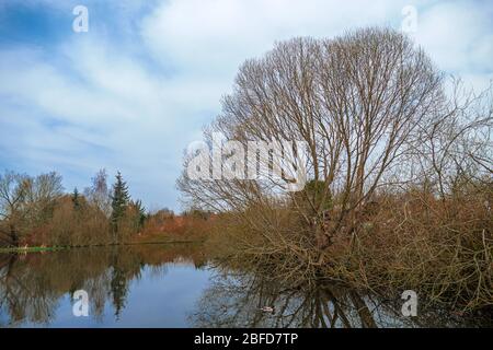 Gefallener Baum auf einem kleinen See. Stockfoto