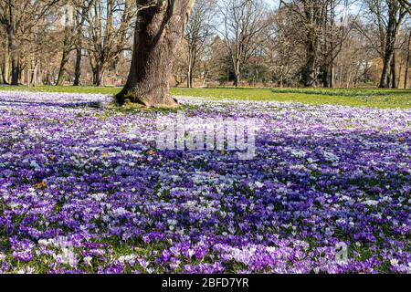 Eine Wiese voller farbenfroher Krokusse in einem Park. Stockfoto