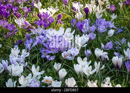 Eine Wiese voller farbenfroher Krokusse, Nahaufnahme. Stockfoto