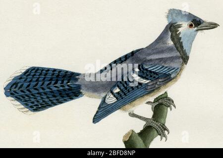 Blauer jay (Cyanocitta cristata). Detail der Gravur zweier Eichhäher für die „Gesamtwerke“ des französischen Naturforschers Georges-Louis Leclerc, Comte de Buffon (1707-1788), veröffentlicht in 29 Bänden von 1829 bis 1832: „Oeuvres complètes de Buffon, augmentées par M F Cuvier“. In der vollständigen Gravur trägt der hier zu sehende Vogel die Unterschrift Le Geai bleu huppé. Stockfoto