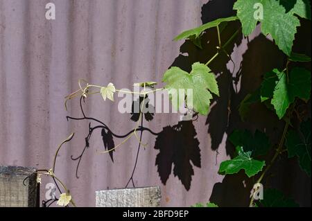 Eine Weinrebe wirft Schatten auf einen Wellblechzaun Stockfoto