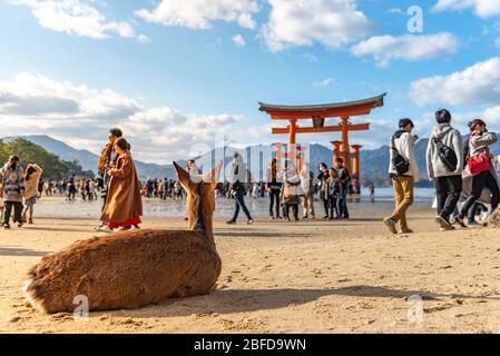 Hirsche entspannen Sie sich in der Sonne in der Miyajima an Neujahr japanischen Hatsumode Urlaub. Hier sind die Hirte frei herumstreifend um die Insel Stockfoto