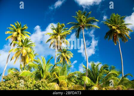 Grove von hohen Kokospalmen mit üppigen grünen Meer Traubenbäumen säumen das Ufer eines tropischen Strandes unter sonnigen blauen Himmel Stockfoto