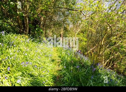 Woodland Glockenblumen Stockfoto