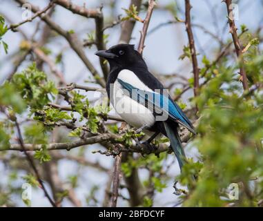 Nahaufnahme einer Elster (Pica pica) saß in einem Weißdornbaum Stockfoto