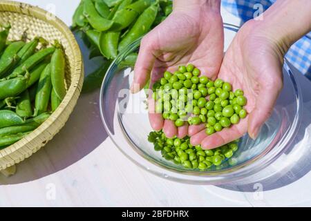 Frauenhände, die eine Handvoll frisch gepflückter Erbsen im Freien in den Strahlen der Sonne halten Stockfoto