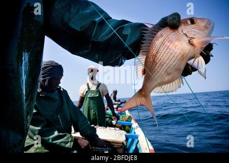 Ein afrikanischer Red Snapper zog aus Mohammed Sovv und den langen Linien der Besatzung nahe der Küste von Nouakchott, Mauretanien, ein. Stockfoto