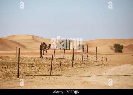 Kamel in Bauernhof gegen Sanddünen. Wüstenlandschaft in Abu Dhabi, Vereinigte Arabische Emirate Stockfoto