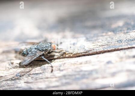 Das Makrofoto einer schwarzen Hausfliege auf einer hellen hölzernen Oberfläche mit einer kleinen Schärfentiefe Stockfoto